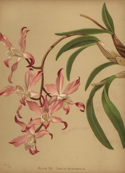 Orchidée laelia d